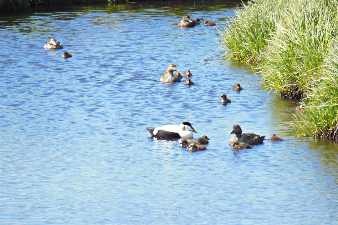 羽毛布団に使われる水鳥羽毛は、アイスランドや北ヨーロッパの